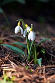 GALANTHUS PRIMROSE WARBURG