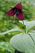 TRILLIUM VASEYI,  WAKE ROBIN