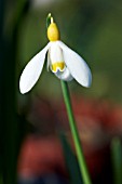 GALANTHUS SPINDLESTONE SURPRISE