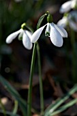 GALANTHUS STRAFFAN