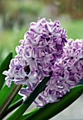 HYACINTHUS SPLENDID CORNELIA