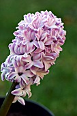 HYACINTHUS SPLENDID CORNELIA