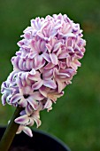 HYACINTHUS SPLENDID CORNELIA