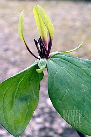 TRILLIUM_VIRIDE__WAKE_ROBIN