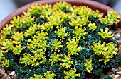 SAXIFRAGA SCLEROPODA