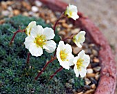 SAXIFRAGA X BOYDII CHERRY TREES