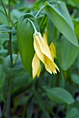 UVULARIA GRANDIFLORA,  BELLWORT