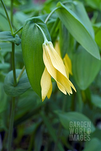 UVULARIA_GRANDIFLORA__BELLWORT