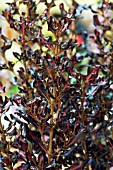 COPROSMA PACIFIC SUNRISE