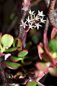 CRASSULA OVATA HUMMELS SUNSET