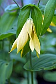 UVULARIA GRANDIFLORA,  BELLWORT