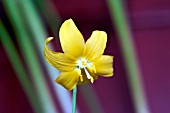 ERYTHRONIUM CITRONELLA