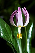 ERYTHRONIUM REVOLUTUM ROSALIND