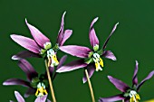 ERYTHRONIUM SIBIRICUM