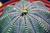 EUPHORBIA OBESA