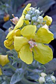 VERBASCUM DUMULOSUM