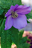 GLAUCIDIUM PALMATUM