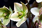 HELLEBORUS IVORY PRINCE