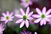 HEPATICA NOBILIS JAPONICA