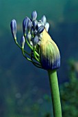 AGAPANTHUS UMBELLATUS