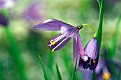 OLSYNIUM DOUGLASII