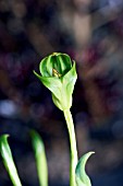 PTEROSTYLIS CURTA