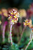 SAXIFRAGA X PROSSENII REGINA