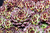 SEMPERVIVUM CALCAREUM