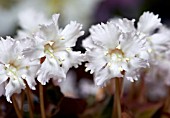 SHORTIA UNIFLORA KANTOENSE