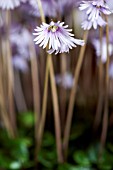 SOLDANELLA MINIMA