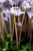 SOLDANELLA MINIMA