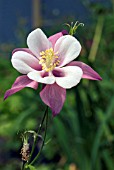 AQUILEGIA ROBIN,  COLUMBINE