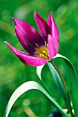 TULIPA HUMILIS EASTERN STAR