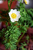ADONIS BREVISTYLA