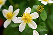 CALTHA PALUSTRIS ALBA