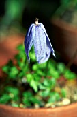 CLEMATIS COLUMBIANA VAR TENUILOBA