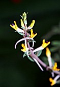 CORYDALIS SHANGINII SUBSP. AINII