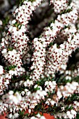 ERICA X DARLEYENSIS