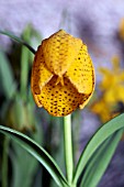 FRITILLARIA AUREA