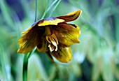 FRITILLARIA HERMONIS SUBSP. AMANA