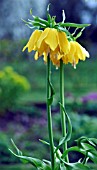 FRITILLARIA IMPERIALIS LUTEA