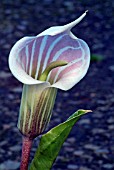 ARISAEMA CANDIDISSIMUM