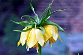 FRITILLARIA IMPERIALIS LUTEA