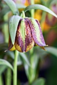 FRITILLARIA KOTSCHYANA