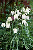 FRITILLARIA MELEAGRIS ALBA