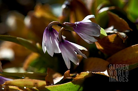 HELONIOPSIS_ORIENTALIS_KAWANOI