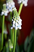 MUSCARI PEPPERMINT