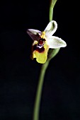 OPHRYS TENTHREDINIFERA VIRIDIFLORA