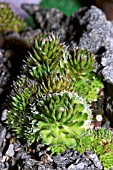 OROSTACHYS SPINOSA