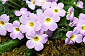 PRIMULA IRREGULARIS